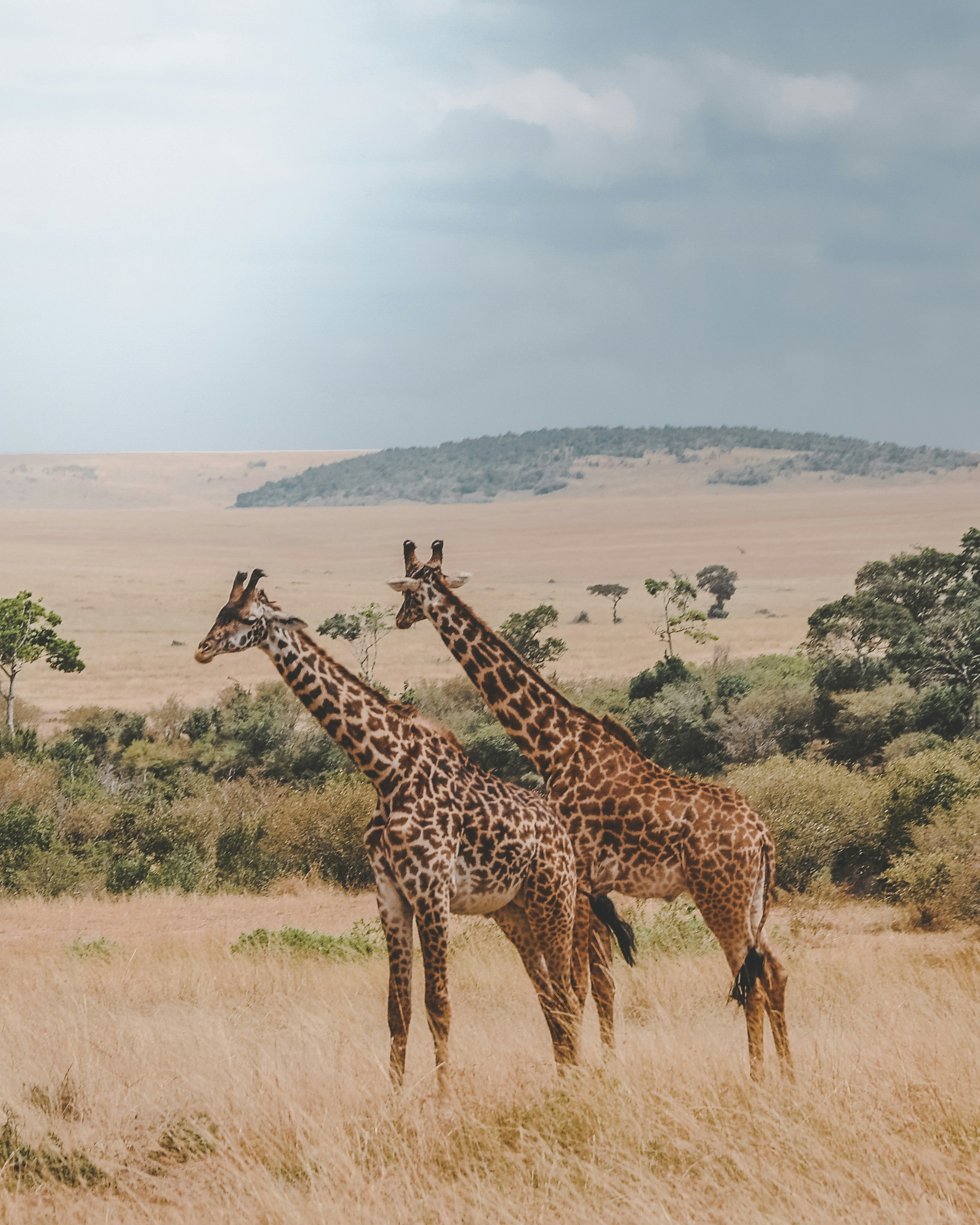 Reticulated giraffe portrait in Samburu National Reserve