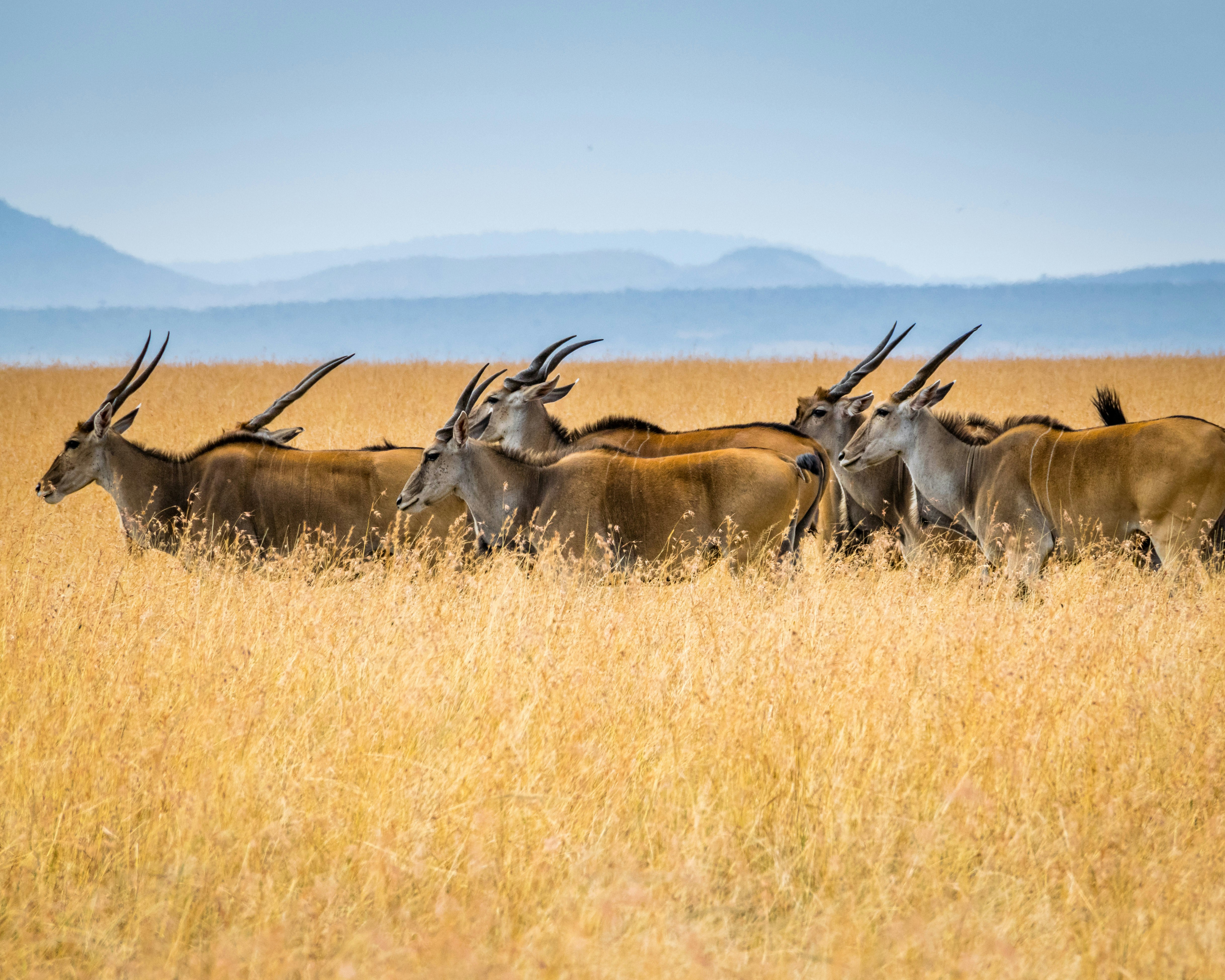 Wildebeest crossing the Mara River